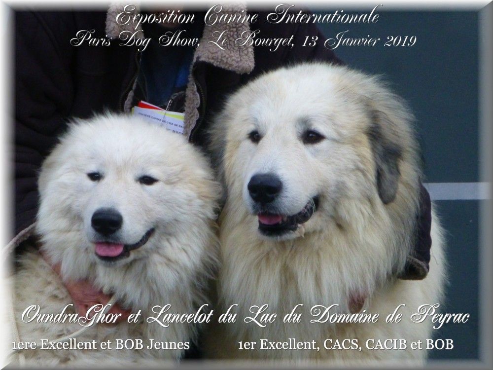 du Domaine de Peyrac - Paris Dog Show, Le Bourget, 13 Janvier 2019