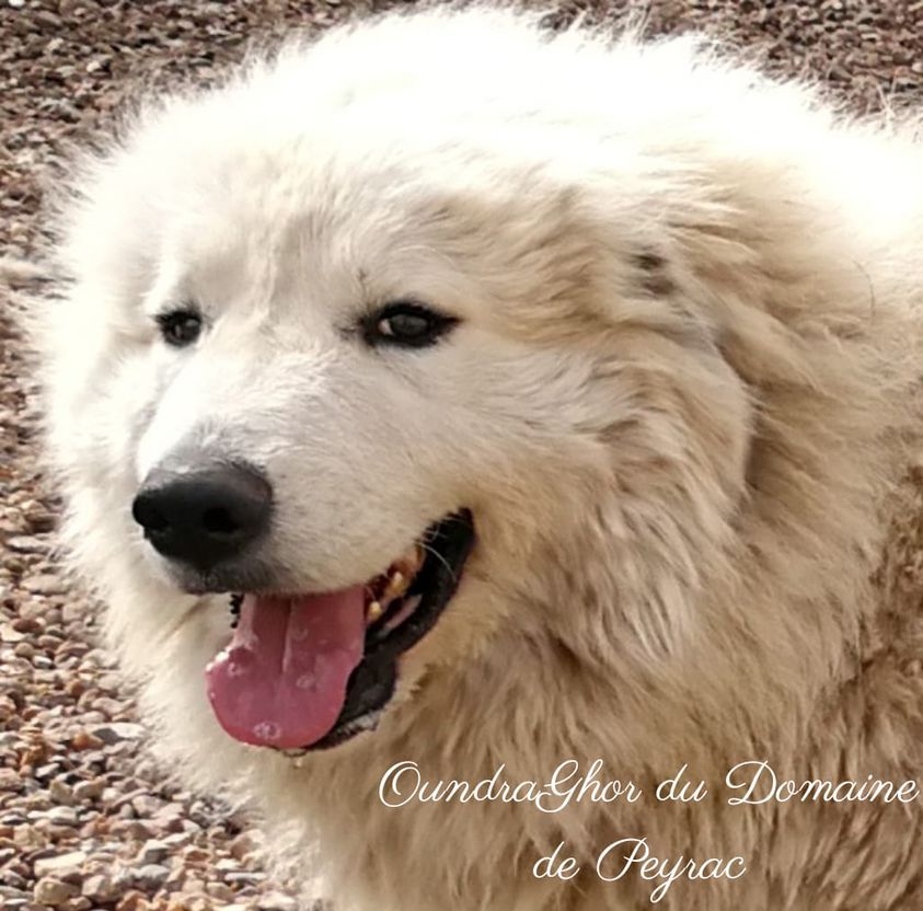 Oundraghor du Domaine de Peyrac